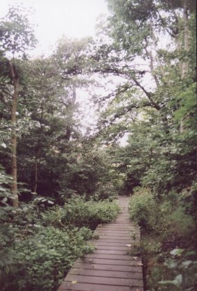Boardwalk through wet alder woodland